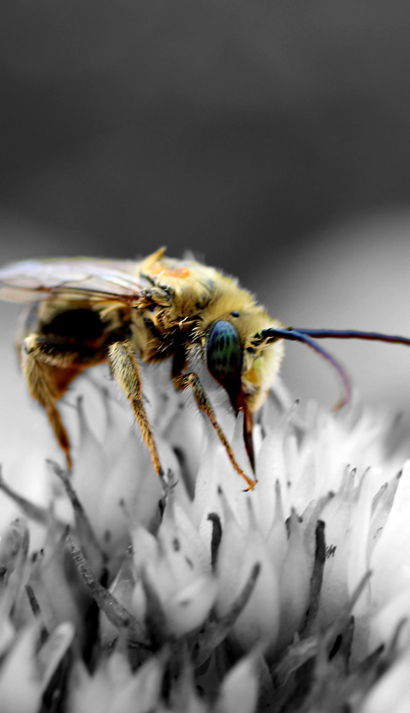 Oasi Apistica Saving Bees