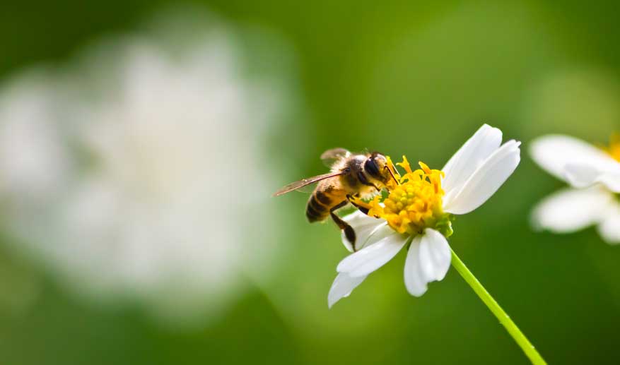 Intervista radio wellness saving bees matteo de simone